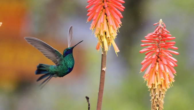 Sparkling Violetear by Justin Proctor - La Paz Group