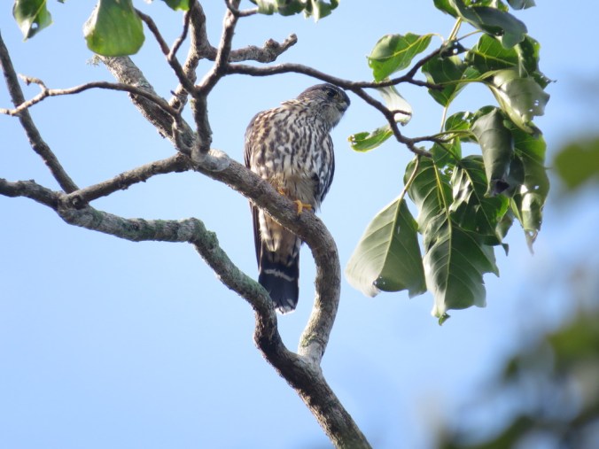 Merlin by Seth Inman - La Paz Group