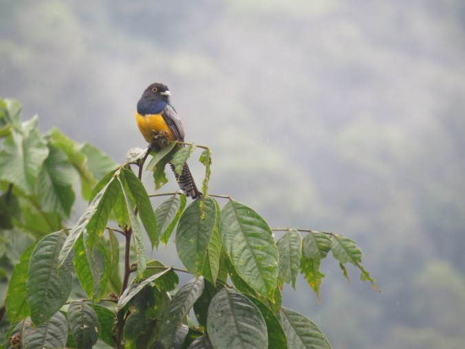 Gartered Trogon by Seth Inman - La Paz Group