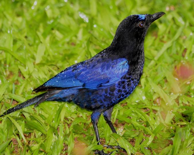 malabar whistling thrush by Vijaykumar Thondaman - La Paz Group