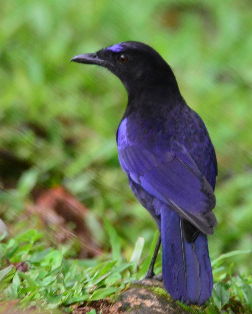 malabar whistling thrush by Vijaykumar Thondaman - La Paz Group