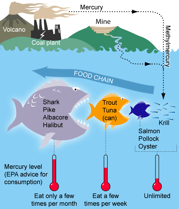It's important that mercury pollution be contained at the site of spillage, especially oceans, to prevent it from travelling through the food chain. PHOTO: Wikipedia