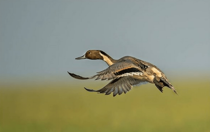 Northern Pintail by Dr. Eash Hoskote - La Paz Group