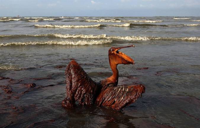 Waste like human hair, sawdust and bird feathers can clean oil spills from water. PHOTO:  Nation of Change 