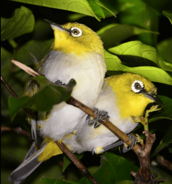 oriental white-eye by Vijaykumar Thondaman - La Paz Group