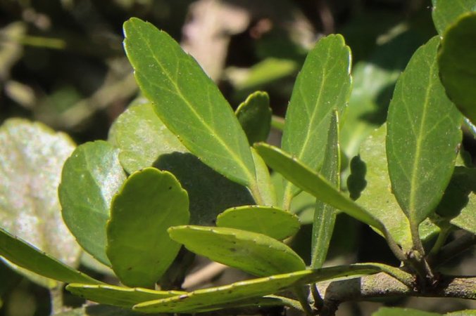 Yaupon growing in the wild in east Texas. This evergreen holly was once valuable to Native American tribes in the Southeastern U.S., which made a brew from its caffeinated leaves. PHOTO: Murray Carpenter for NPR