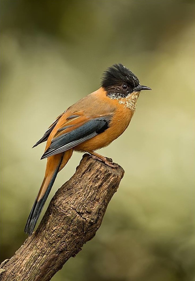 Rufous Sibia by Dr. Eash Hoskote - La Paz Group