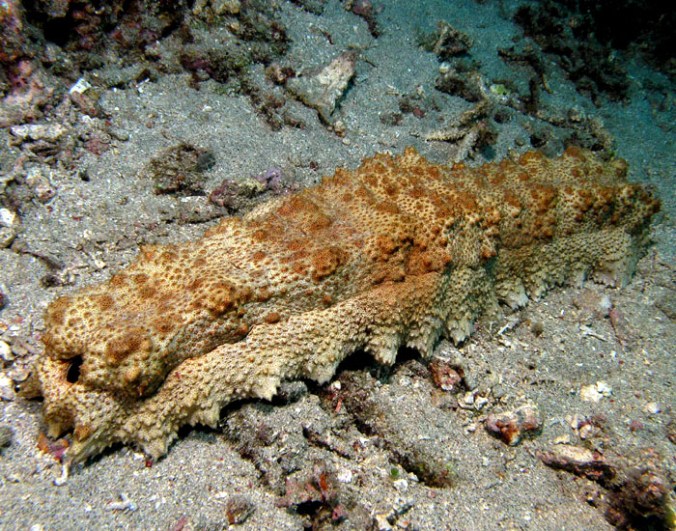 The potential opening of sea cucumber fishing in Galápagos has scientists and conservationists surprised and concerned after news leaked of a July 10 agreement that would allow the collection of 500,000 of the creatures, considered vital to the marine environment. PHOTO: Wikimedia Commons