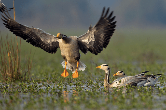 Bar-headed Geese by Sudhir Shivaram - La Paz Group