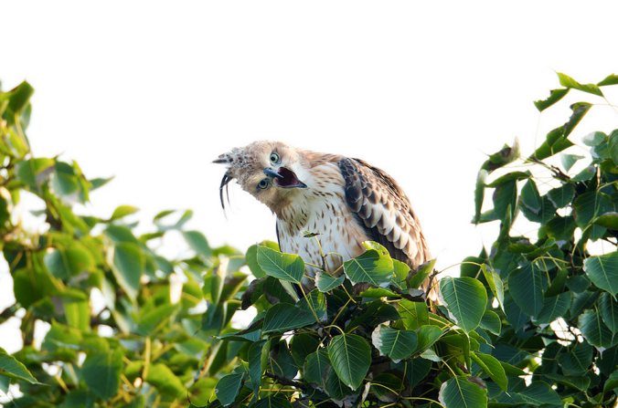 Crested Hawk Eagle by Sudhir Shivaram - La Paz Group