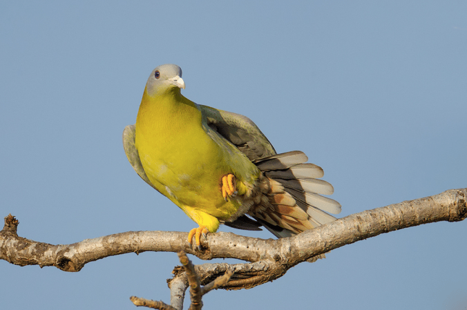 Yellow-footed Green Pigeon by Sudhir Shivaram - La Paz Group