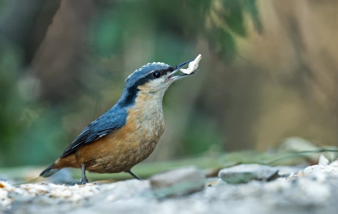 White-tailed Nuthatch by Dr. Eash Hoskote - La Paz Group