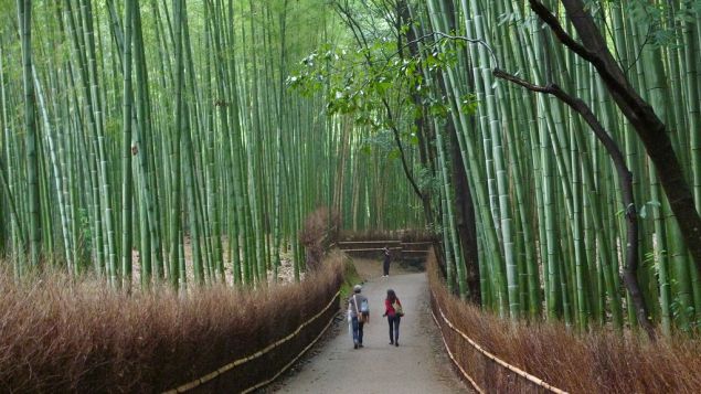 A few years ago the Ministry of Environment included the Sagano Bamboo Forest on its list of "100 Soundscapes of Japan" -- a selection of everyday noises intended to encourage locals to stop and enjoy nature's music. PHOTO: CNN
