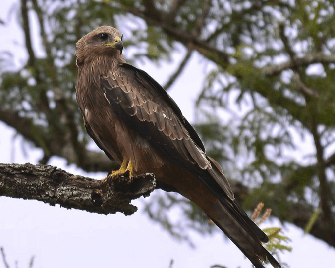 Black Kite by Vijaykumar Thondaman - La Paz Group