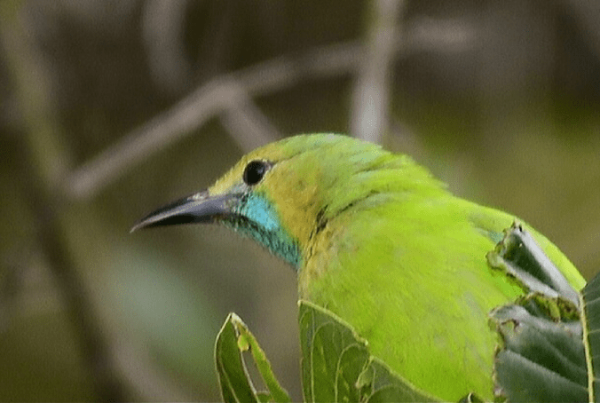 Chloropsis by Vijaykumar Thondaman - La Paz Group