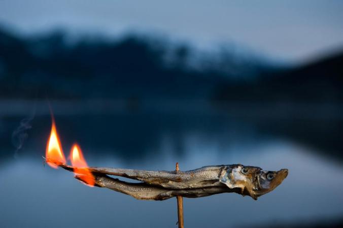 Also known as candlefish, eulachon (Thaleichthys pacificus) are so oily that they can ignite when dried. Traditionally, eulachon were used at times as lights by Nisga'a people.  PHOTO:  PAUL COLANGELO