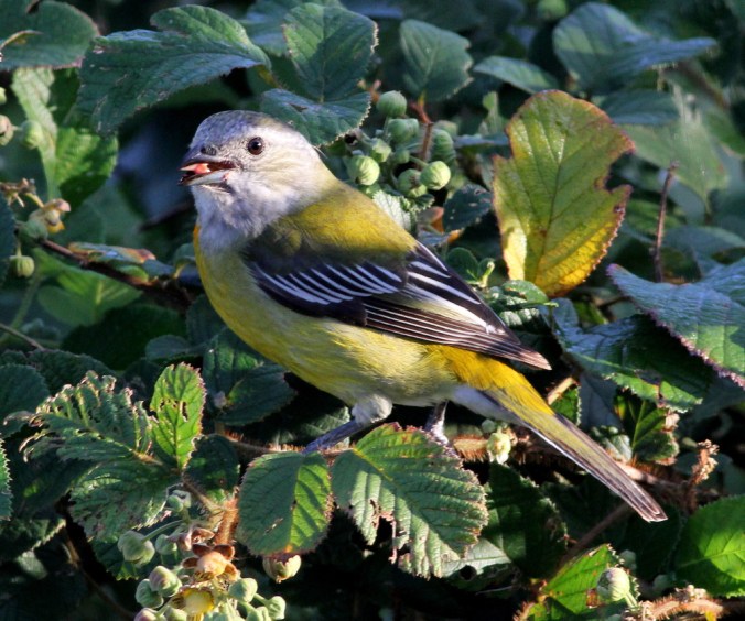 Jamaican Spindalis by Justin Proctor - La Paz Group