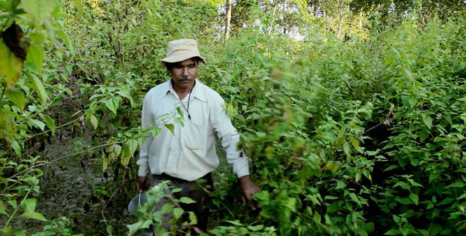 Indian man, Jadav "Molai" Payeng, has single-handedly planted a 1,360 acre forest In Assam. PHOTO: Jagran 