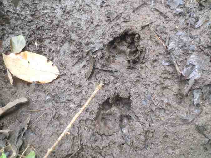 Leopard Paw Prints, Periyar Tiger Reserve