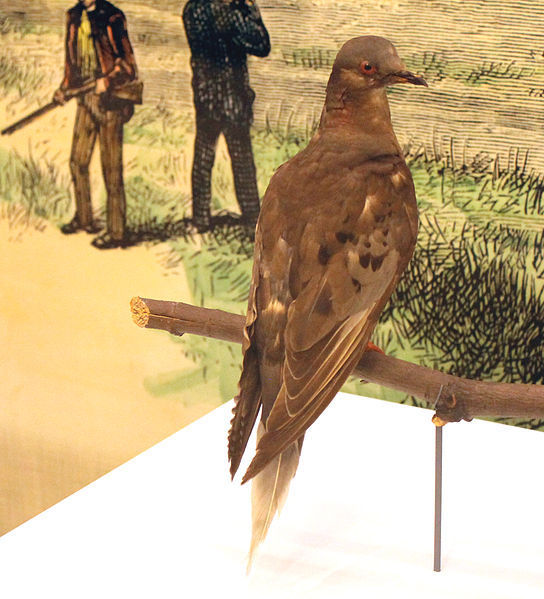 Martha in a display case in the National Museum of Natural History, 2015. (Photo: Ph0705/WikiCommons CC BY-SA 4.0)