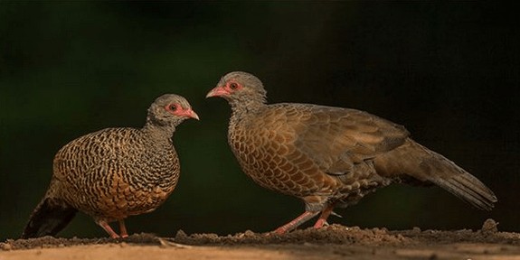 Red Spurfowl pair by Dr. Eash Hoskote - La Paz Group