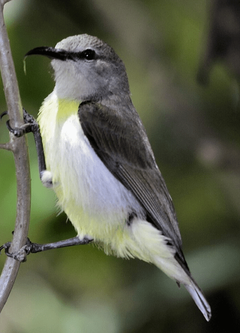 Purple-rumped Sunbird - female by Vijaykumar Thondamon - La Paz Group