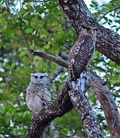 Spot-bellied Eagle Owl, Adult and Juv by Pallavi Kaiwar - La Paz Group