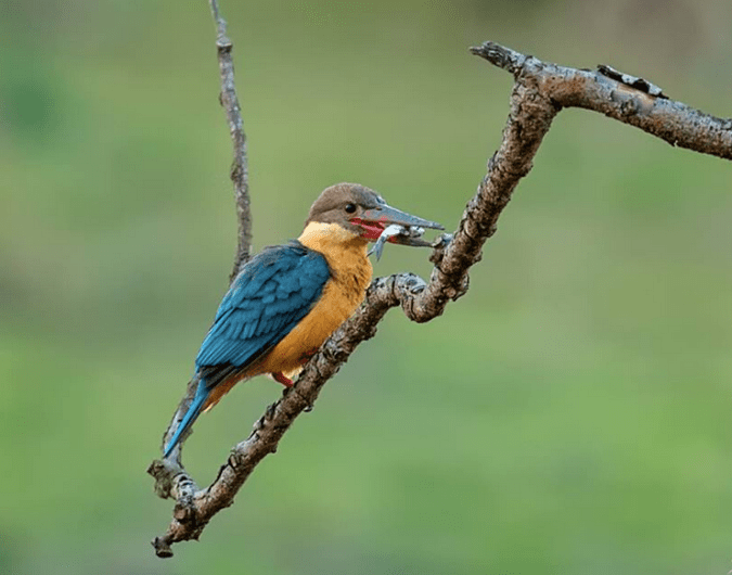 Stork Billed Kingfisher by Dr. Eash Hoskote - La Paz Group