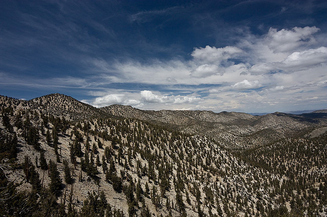An ancient 4,800-year-old Great Basin Bristlecone Pine, the Methuselah Tree grows high in the White Mountains of eastern California. PHOTO: AGrinberg Creative Commons