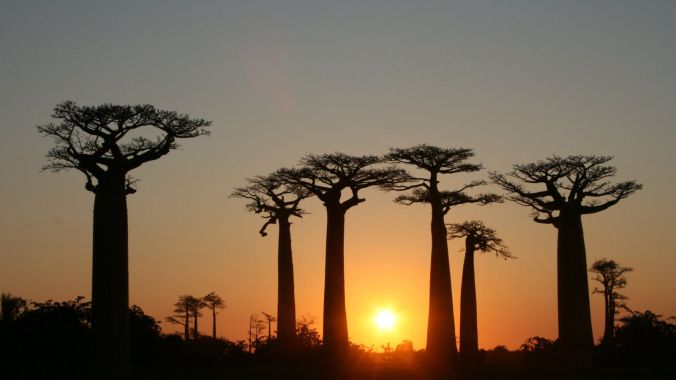 The African baobab, though, is most widely distributed both in its home continent and in the neo-tropics where enslaved Africans were brought to work. PHOTO: Gavin Evans