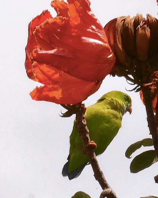 Vernal hanging parrot by Vijaykumar Thondaman - La Paz Group