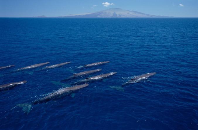 Female sperm whales and their calves swim off the coast of Pinta Island in the Galápagos.  PHOTO: FLIP NICKLEN, MINDEN/CORBIS