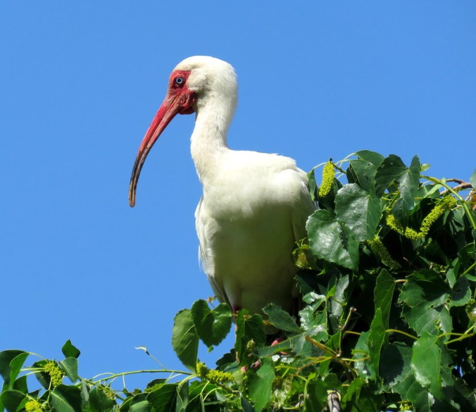 White Ibis by James Zainaldin - La Paz Group