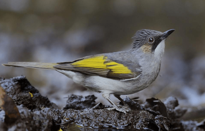 Ashy Bulbul by Gururaj Moorching - La Paz Group