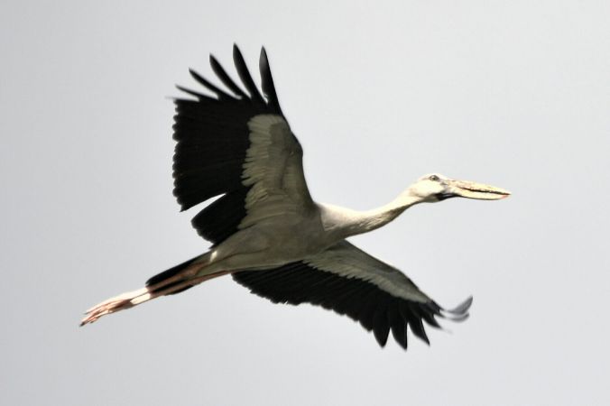 Asian Open-billed Stork by Vijaykumar Thondaman - La Paz Group