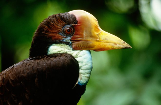 The illegal trade in elephant tusks is well reported, but there's a type of "ivory" that's even more valuable. It comes from the helmeted hornbill - a bird that lives in the rainforests of East Asia and is now under threat. PHOTO: Science Photo Library