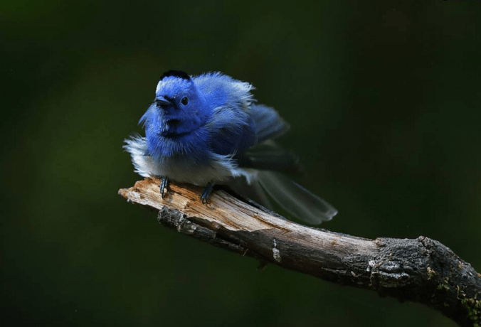 Black-naped Monarch by Gururaj Moorching - La Paz Group