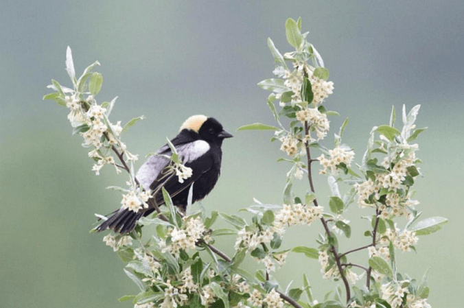 Bobolink by Shailee Shah - La Paz Group