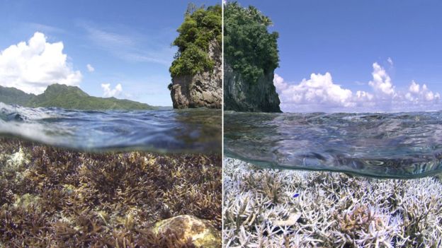 These images, taken in American Samoa, show the devastation caused by coral bleaching between December 2014 and February 2015. PHOTO: BBC