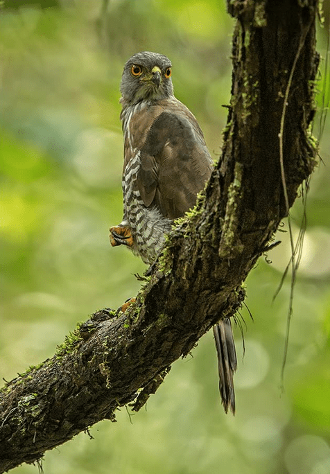 Crested Gowshawk by Dr. Eash Hoskote - La Paz Group