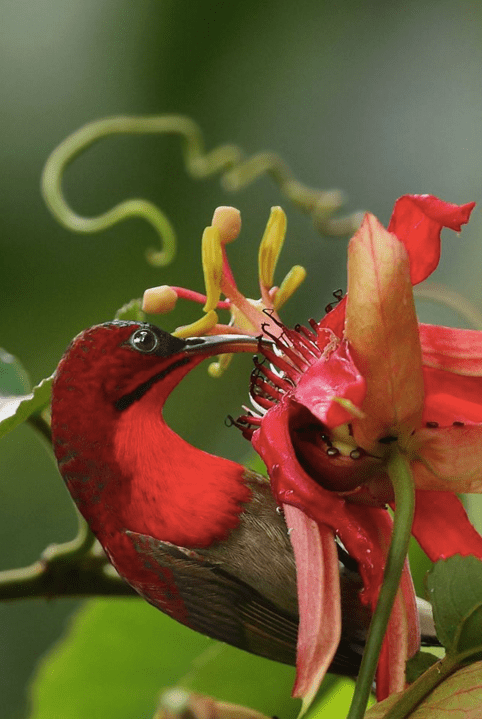 Crimson Sunbird by Gururaj Moorching - La Paz Group