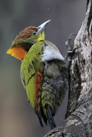Greater Yellow-naped Woodpecker by Gururaj Moorching - La Paz Group