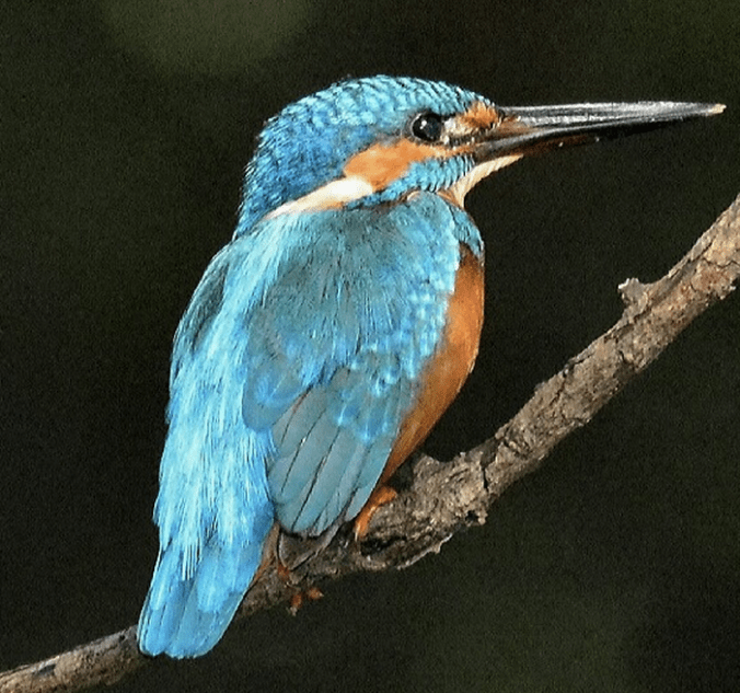 Common Kingfisher by Vijaykumar Thondaman - La Paz Group