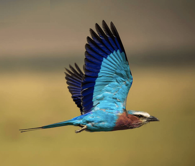 Lilac-breasted Roller by Sudhir Shivaram - La Paz Group