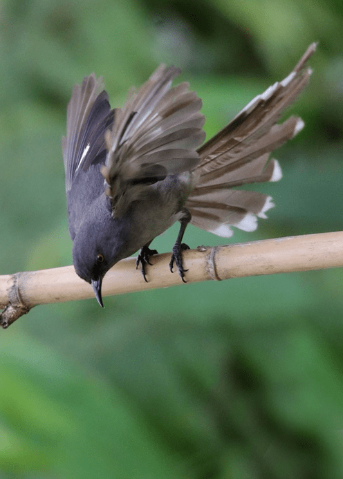 Long-tailed Sibia  by Gururaj Moorching - La Paz Group