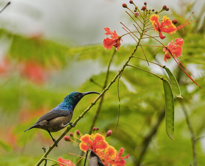 Loten's sunbird by Dr. Eash Hoskote - La Paz Group