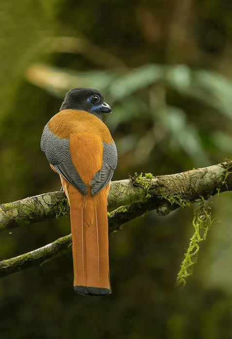 Malabar Trogan - Male by Dr. Eash Hoskote - La Paz Group