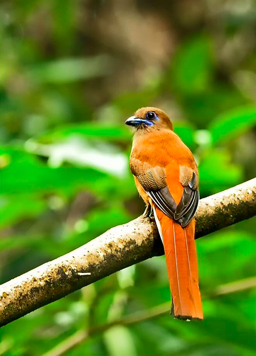 Malabar Trogon by Pallavi Kaiwar - La Paz Group