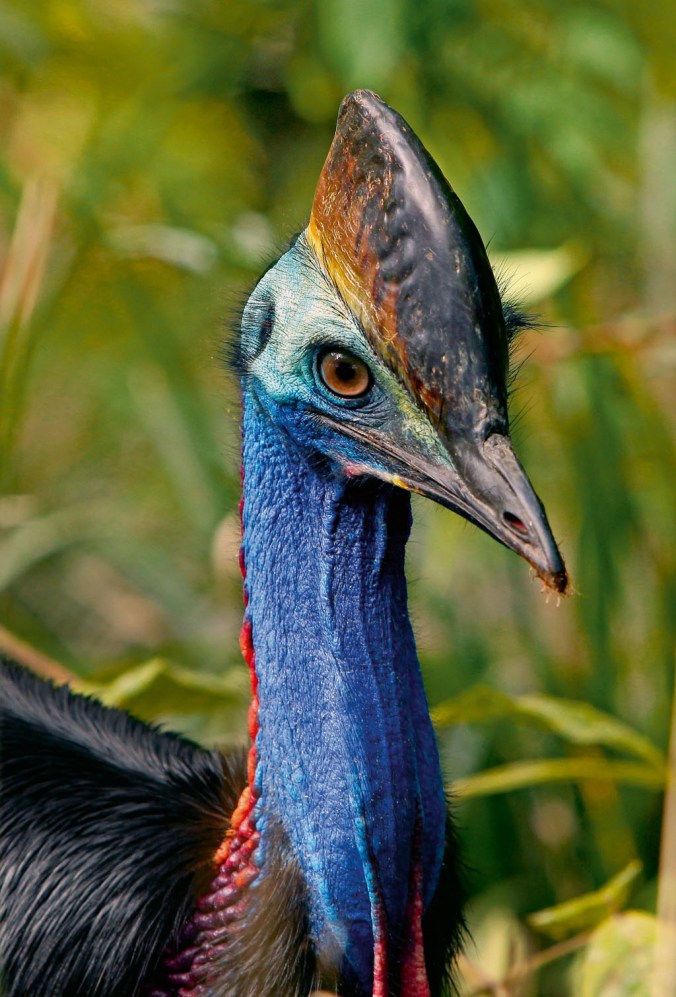 Unique to Australia, the flightless cassowary bird lives a solitary existence for most of its life. It is integral to the survival of many of the plants of this rainforest. Photo: CCOPhotostockBS/Dinodia