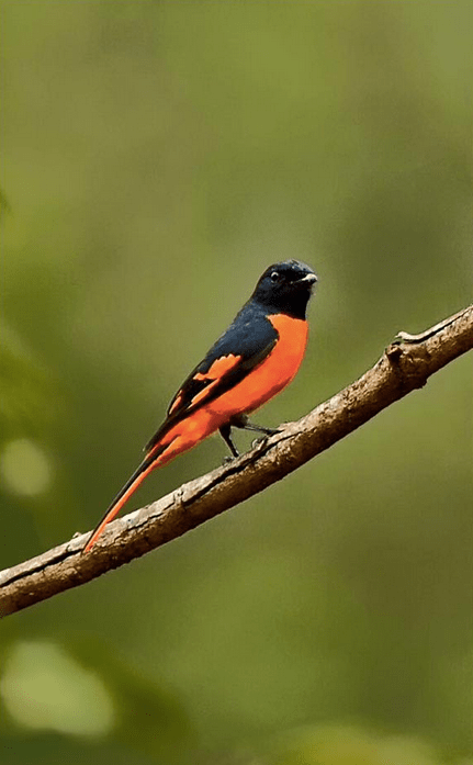 Orange Minivet by Pallavi Kaiwar - La Paz Group